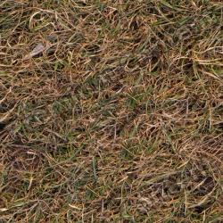 High Resolution Seamless Grass Texture